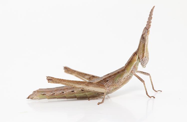 Key's Matchstick Grasshopper. Its brown with a pointed head. 