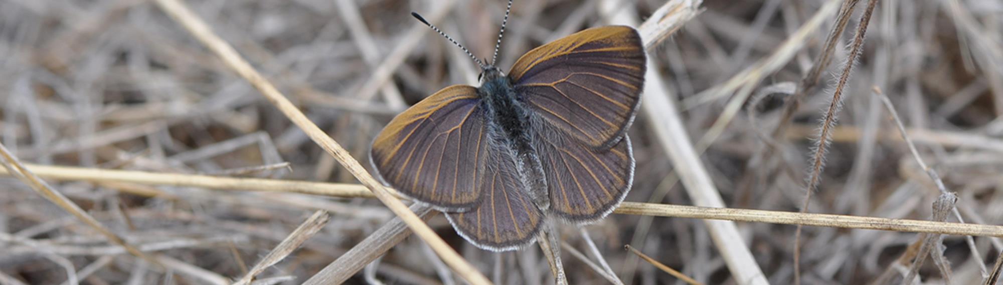 Golden Rayed Blue Butterfly resting with wings spread on dry grass. Its brown with faint iridescent blue suffusion and golden veins.