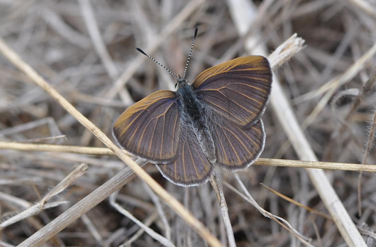Golden Rayed Blue Butterfly resting with wings spread on dry grass. Its brown with faint iridescent blue suffusion and golden veins.