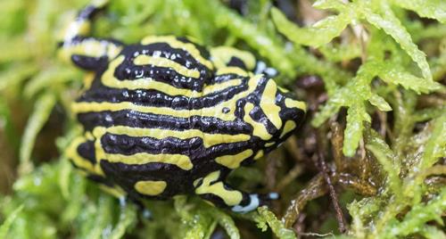 Northern Corroboree Frog with its vivid yellow and black stripes sitting on wet moss.