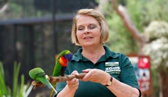 Volunteer holding branch with two lorikeets perched on it.