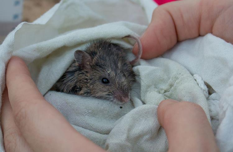 New Holland Mouse getting a health check wrapped in blanket with just its head peaking out.