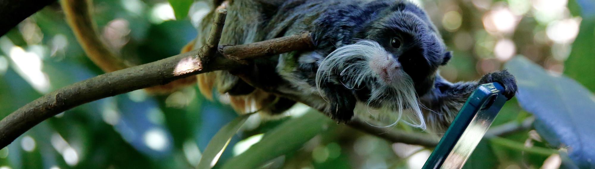 Emperor Tamarin in a branch holding a phone while looking at the camera. He is black with long white whiskers.