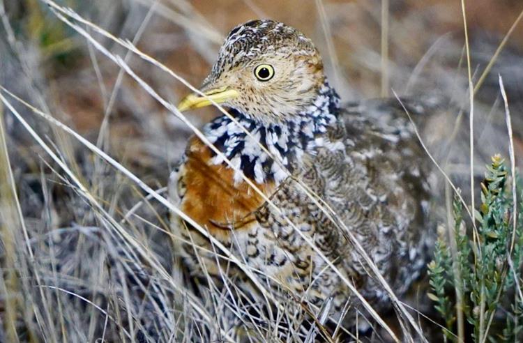 Plains Wanderer bird standing in dry grass. Side view of bird, with its body camouflaged in the grass,  looking toward camera.