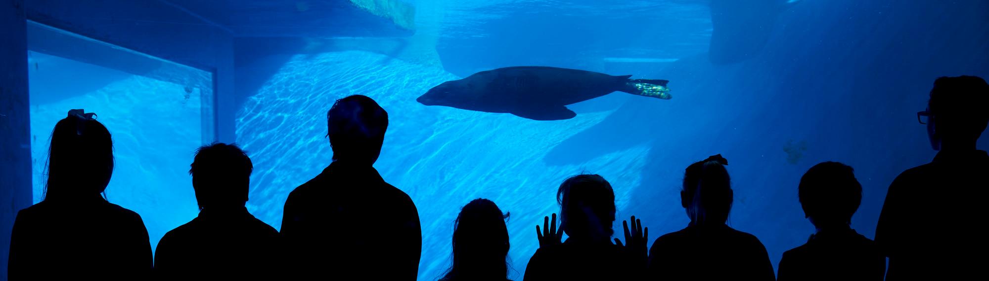 A group of students watching a swimming Fur Seal, through the low light of the Wild Sea Aquarium.