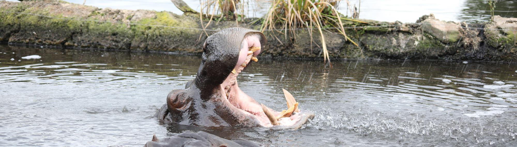 A Hippopotamus opening their mouth, with eyes closed, in a lake.