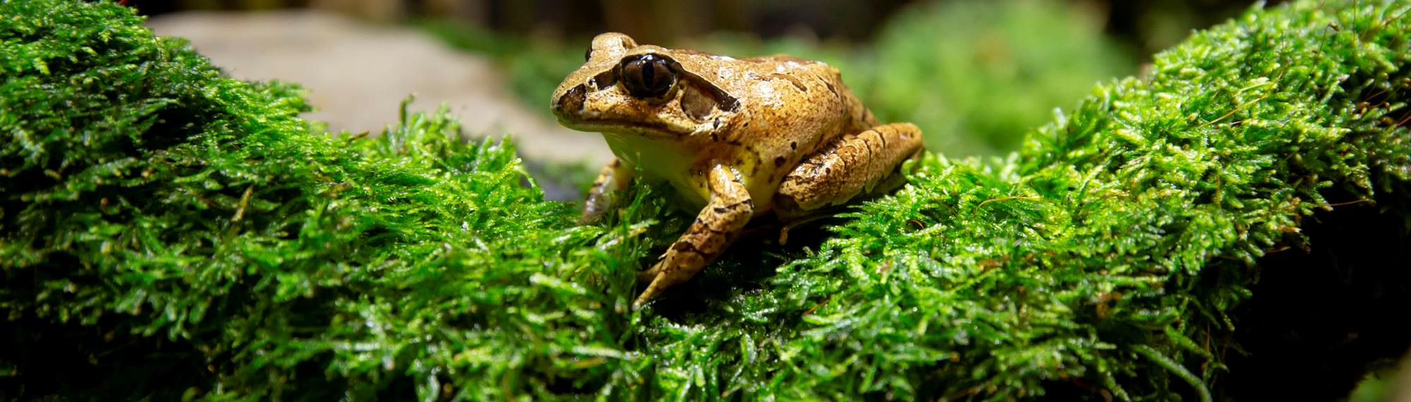 Stuttering Frog sitting on green moss. Frog is a golden olive-green with a black stripe through its eye.