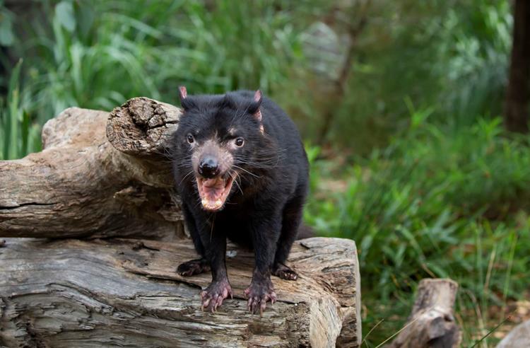 Tasmanian Devil standing on a log with its mouth open showing its sharp teeth. Green bushy terrain in the background.