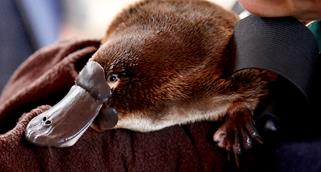 A male platypus resting in the arms of a keeper.