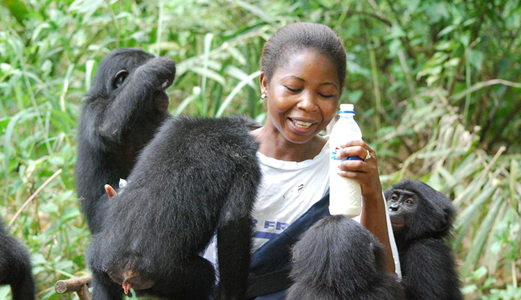 Woman holding up milk bottle, surrounded by chimps