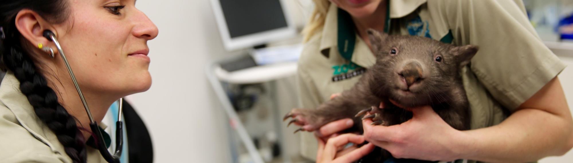 Southern Hairy Nosed Wombat being held by a keeper while a vet does a health check with a stethoscope. 