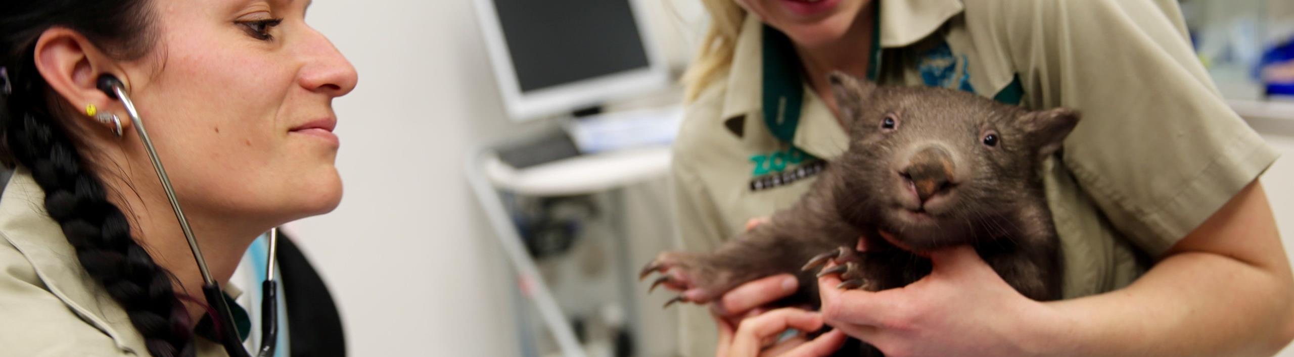 Southern Hairy Nosed Wombat being held by a keeper while a vet does a health check with a stethoscope. 
