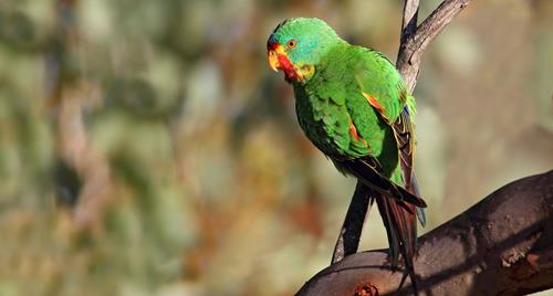 Green Swift Parrot perched on a branch looking sideways towards the camera.