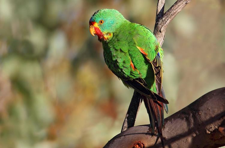 Green Swift Parrot perched on a branch looking sideways towards the camera.