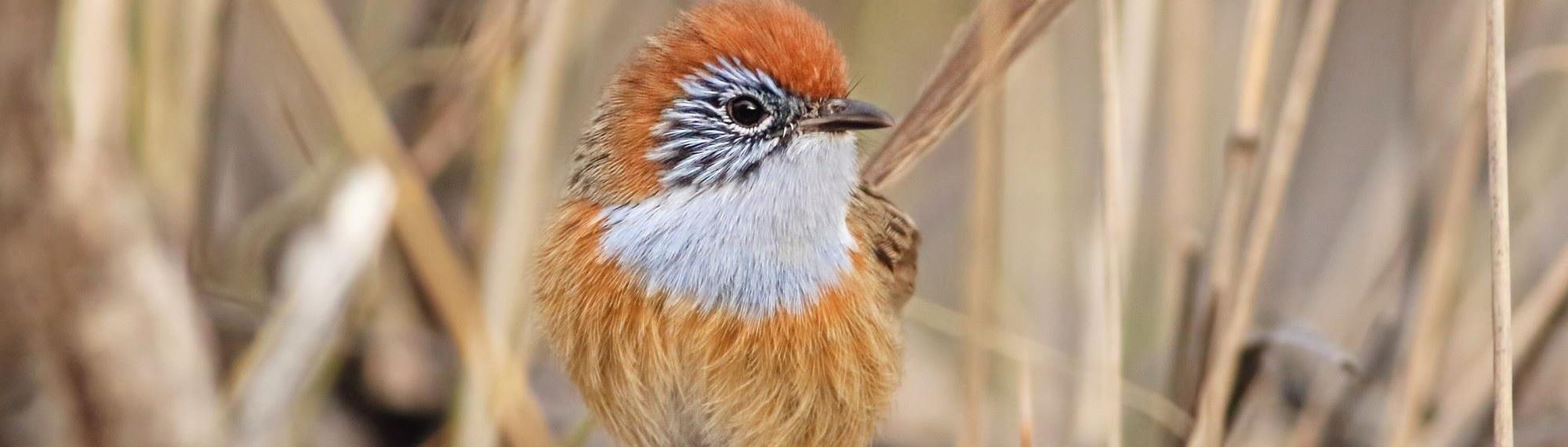 Mallee Emu-wren in long dry grass looking at the camera. It has a bright orange head, white chest and a pale orange body.