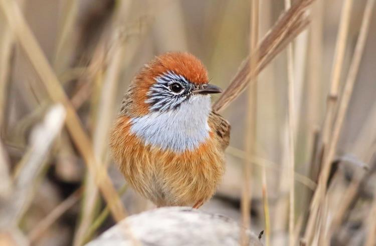 Mallee Emu-wren in long dry grass looking at the camera. It has a bright orange head, white chest and a pale orange body.