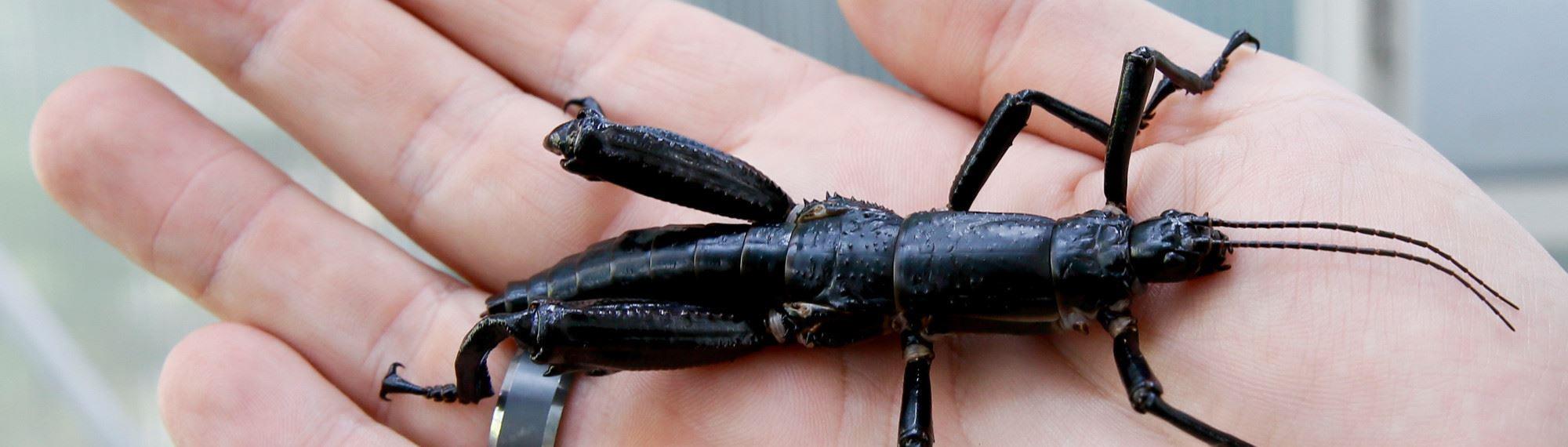 Lord Howe Island Stick Insect on a persons hand. The insect has six legs, a long black body and two antennas on its head.