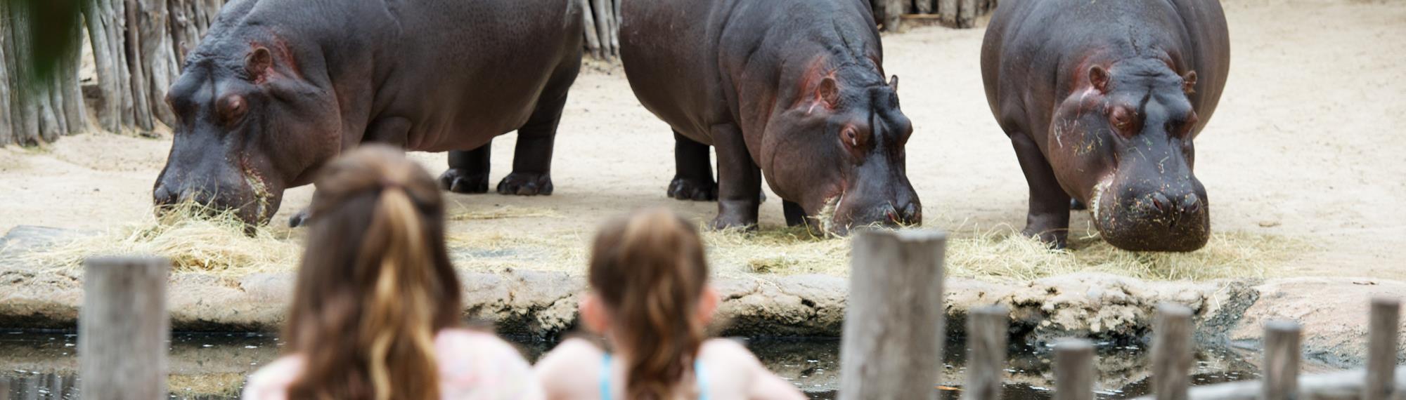 Two young guests watch three Hippopotamuses eating.