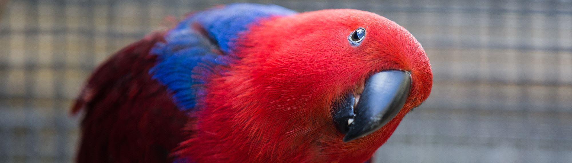 Female Eclectus parrot with head on side. She has a bright red coloured head, blue shoulders and deep red wings.