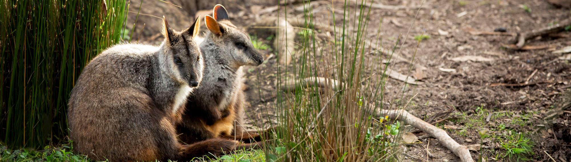 Brush Tailed Rock Wallabies resting in the grass.
