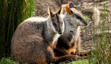 Brush Tailed Rock Wallabies resting in the grass.