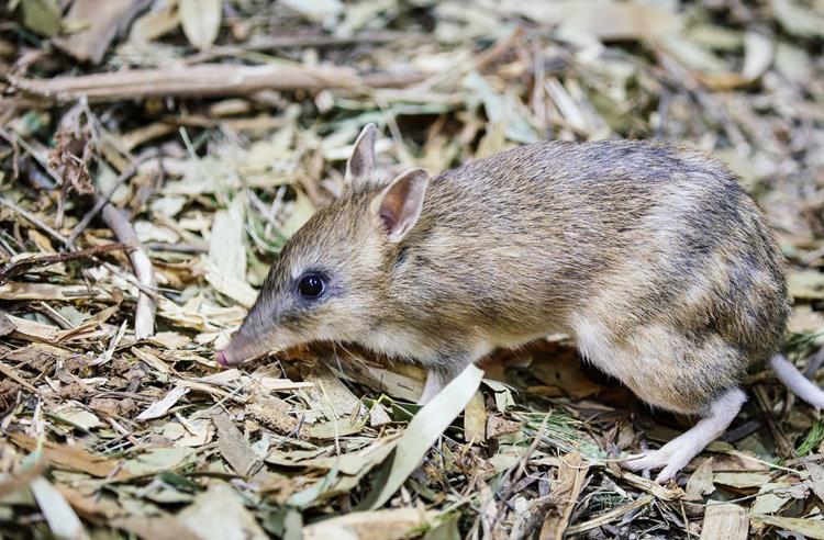Small Eastern Barred Bandicoot side view foraging in leaf litter.