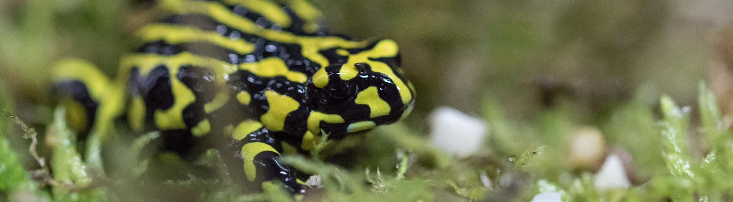 Southern Corroboree Frog standing on pale green moss. Frog is bright yellow and black striped.