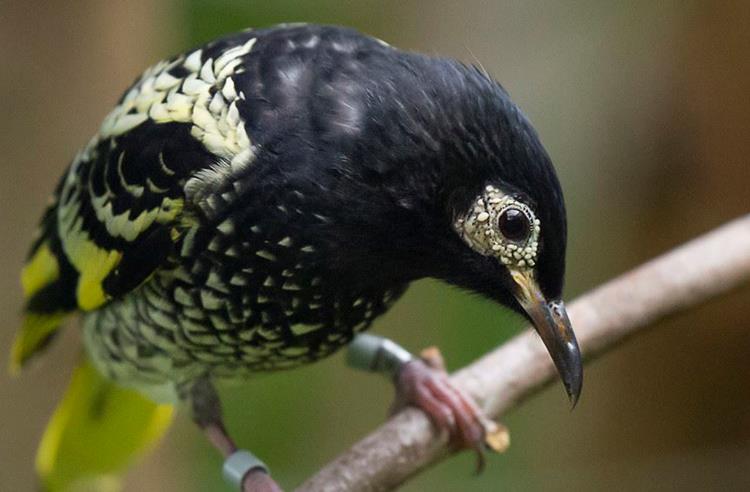 Regent Honeyeater bird on a branch looking down. It is mostly black with yellow speckles.