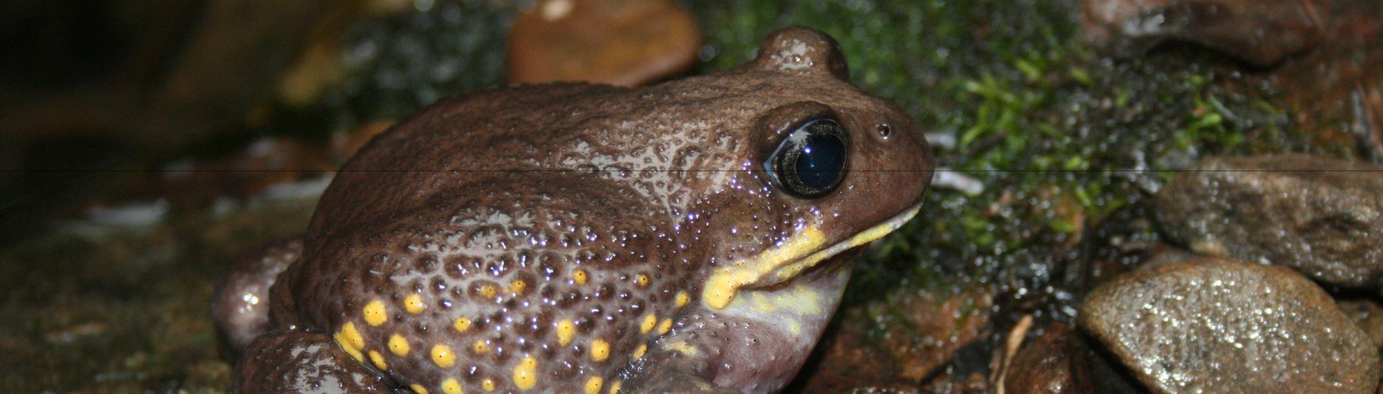 Giant Burrowing Frog on wet rocks side view. The frog is dark brown with yellow lips and spots on its side.