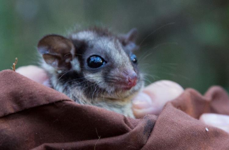 Close up view of the face of a Leadbeater Possum wrapped in blanket. Big eyes and fine facial details can be seen as it looks to the right of the camera.