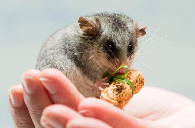 Mountain Pygmy Possum standing on its hind legs holding a peanut that was given as a christmas gift.