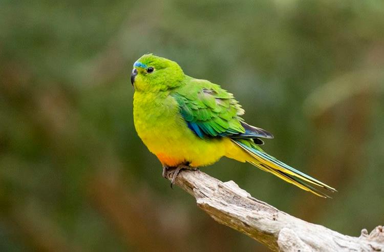 Orange Bellied Parrot side view looking to the left standing on a tree branch. The parrot is grass green with yellow and blue. As the name suggests it has an orange belly.