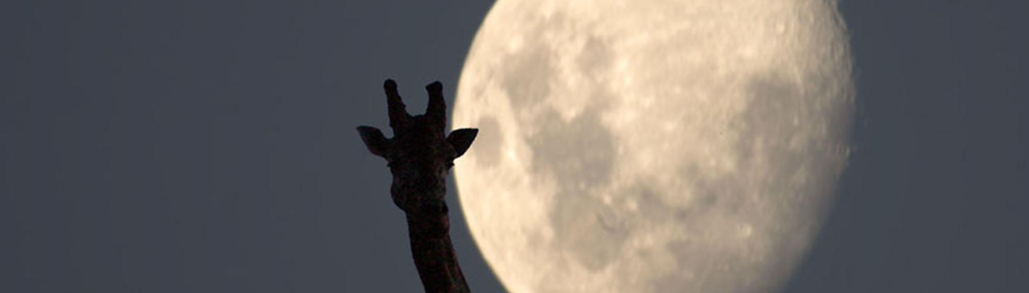 Giraffe silhouette against giant moon in night's sky