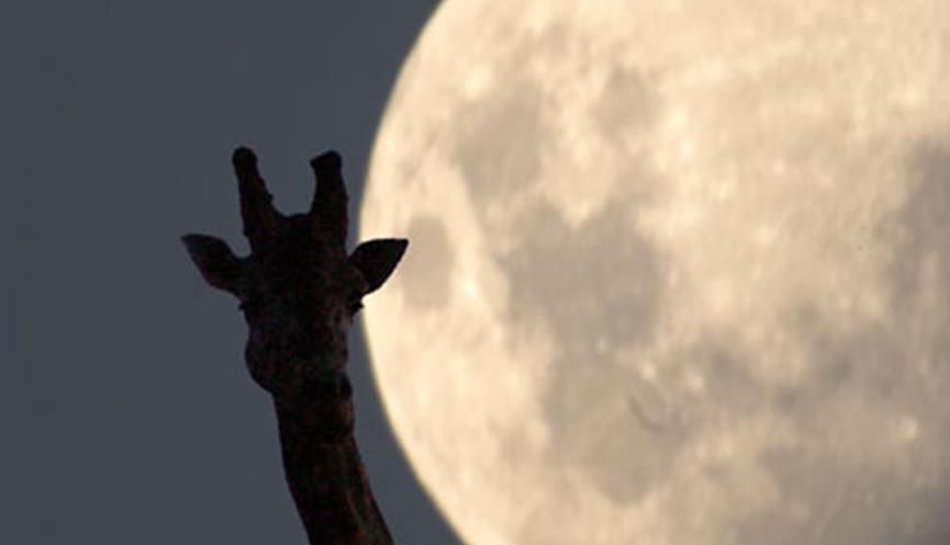 A Giraffe's silhouette against the giant Moon in the night's sky.