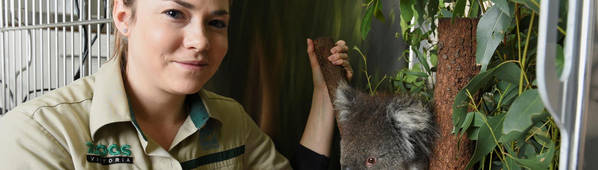 Female vet nurse checks a rescued wild koala sitting in a eucalyptus tree. 