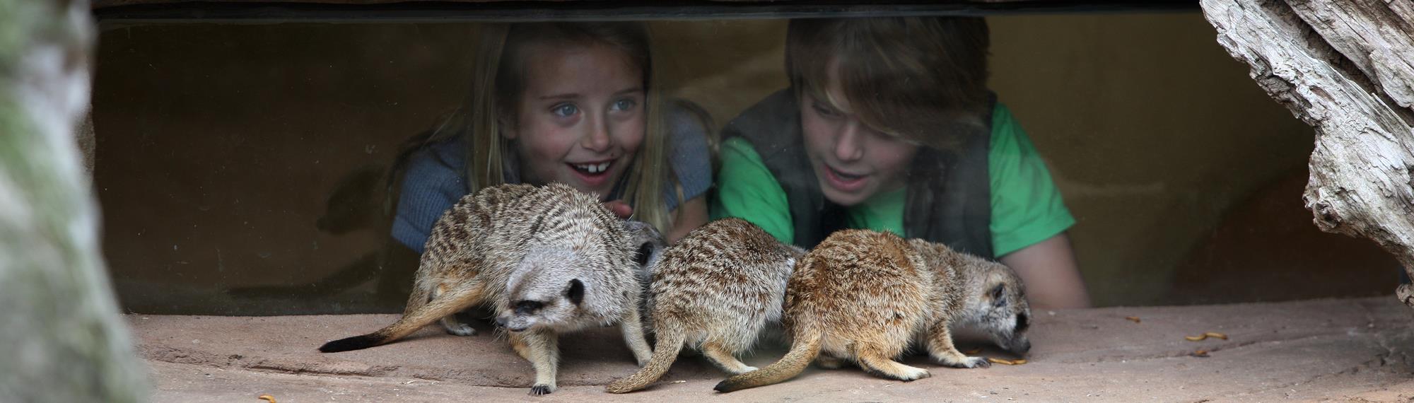 A boy and girl observing three meerkats, eating meal worms on a rock, through a window. Children look amazed at how close the meerkats are. 