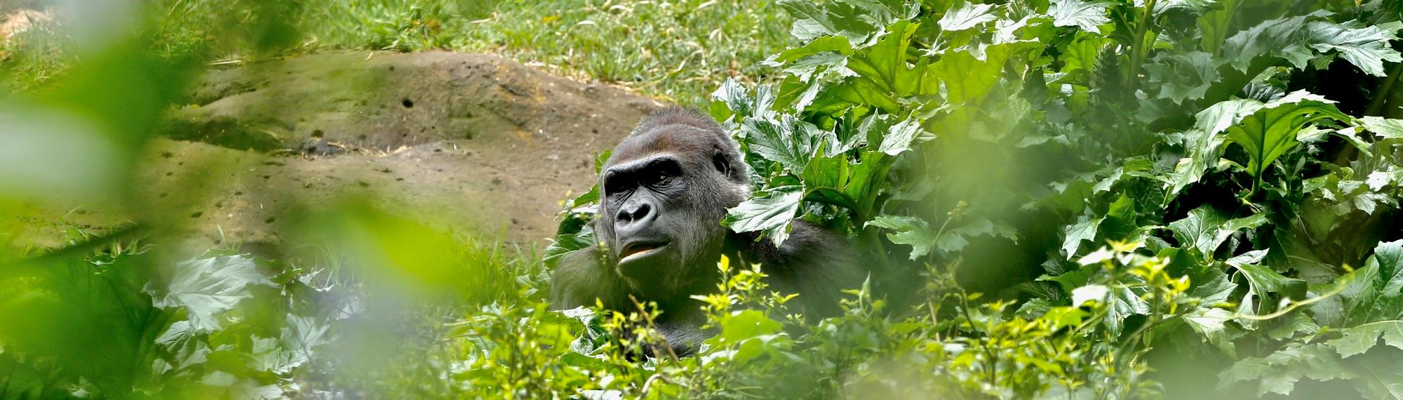 Gorilla in bushes with body covered by leaves