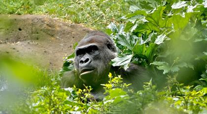 Yuska, the Lowland Gorilla, in bushes with body covered by leaves.