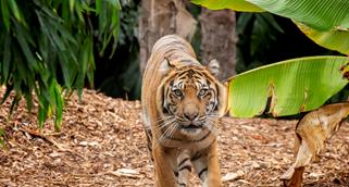 Indrah, the Sumatran Tiger, walking through bushes directly towards the camera.