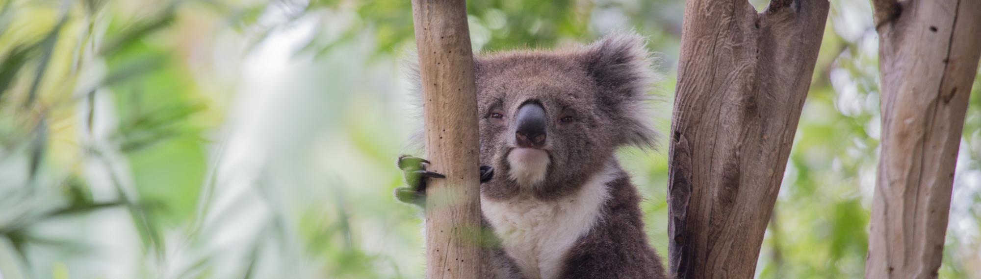 A Koala in a tree, holding onto a branch with claw and looking lazy.