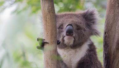 A Koala in a tree, holding onto a branch with claw and looking lazy.