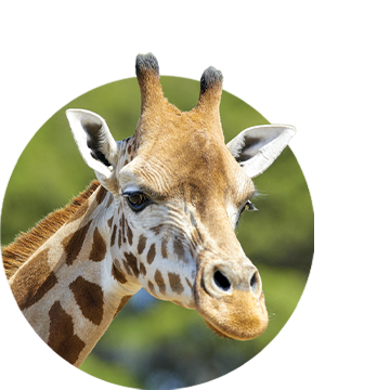 Close-up of giraffe face
