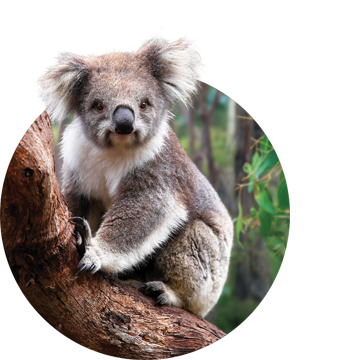 Koala smiling at camera and sitting on thick branch