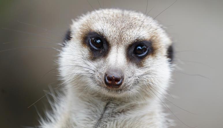 A close-up of a Meerkat, who is staring into the camera.