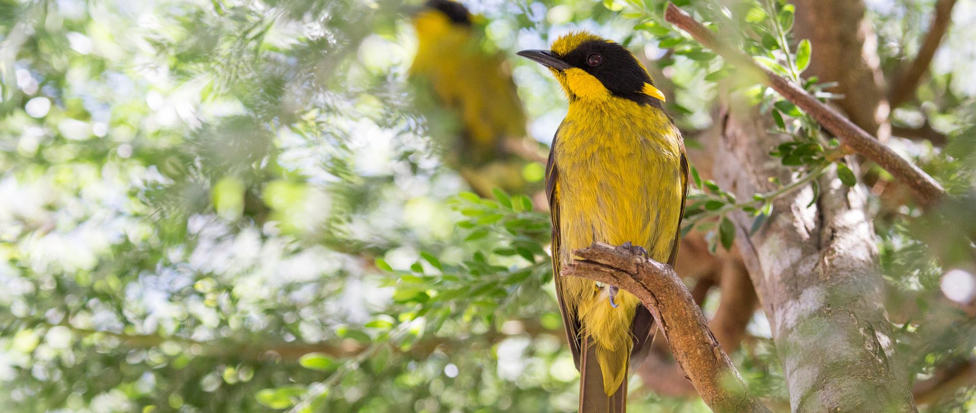 Two Helmeted Honey-eaters on a branch, with the Sun glistening through the leaves.