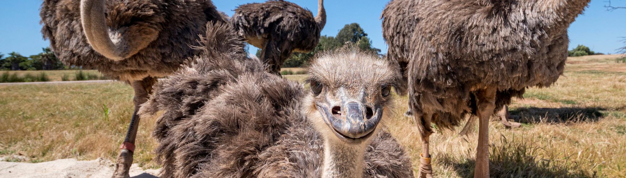 Three Ostriches on the open Savannah, one looking into the camera.