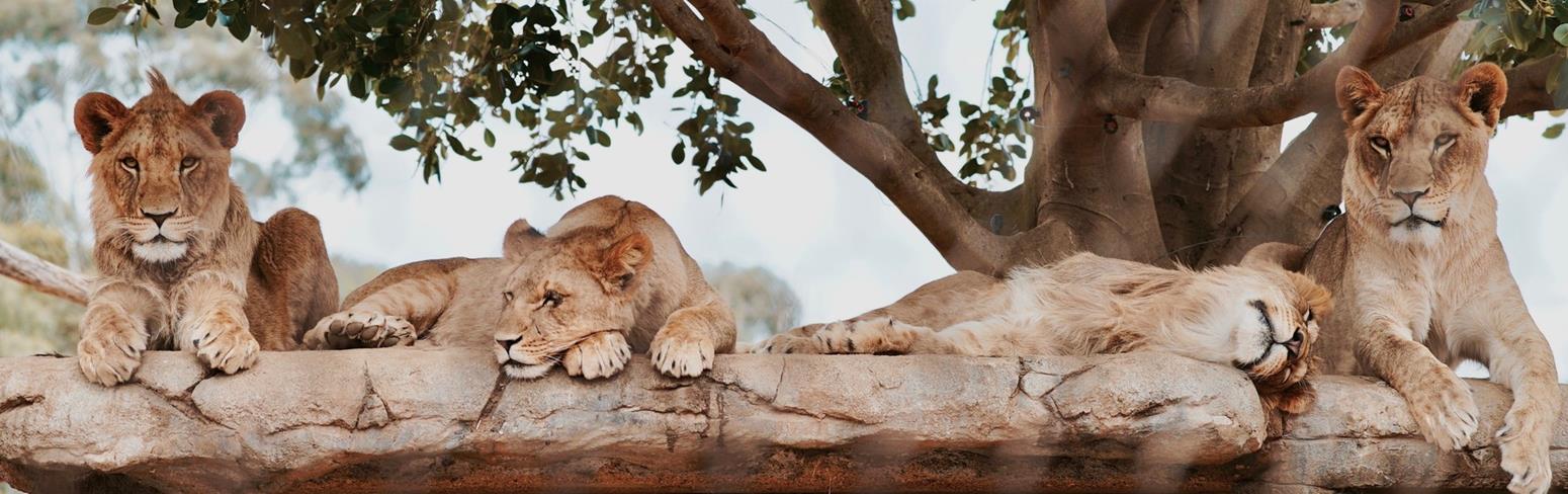 Four Lion siblings relaxing on a rock under the shade of a big tree.