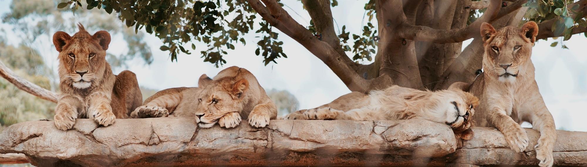Four lion siblings relaxing on a rock under the shade of a big tree