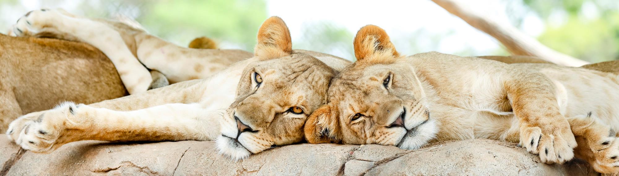 Two sleepy looking lion cubs laying with their heads together while sunning themselves on a rock.