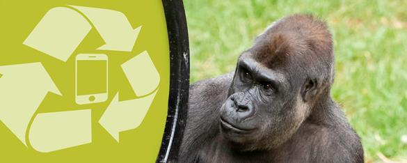 Gorilla holding a round green sign with mobile phone recycling image on it for the Calling on You campaign.